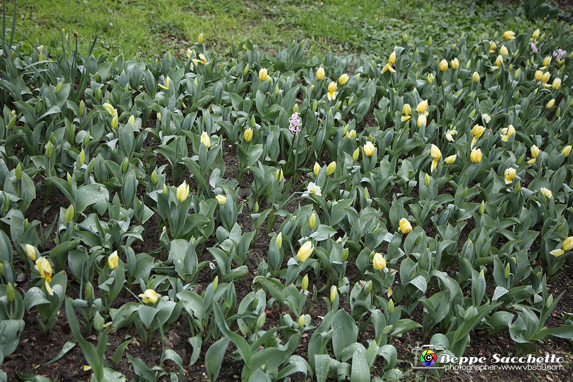 VBS_7573 - Inaugurazione Messer Tulipano 2022 Castello di Pralormo - XXII Edizione.jpg